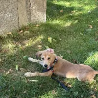 Adopta a Misuki