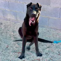 Adopta a Casi