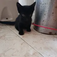 Adopta a Ricardo
