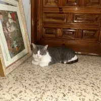 Adopta a Tom