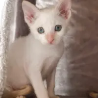 Adopta a Algodón