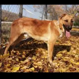 Adopta a Koke