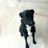 Adopta a Rex