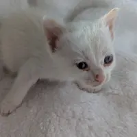 Adopta a Gata