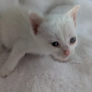 Gata
