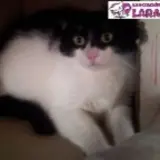 Adopta a Pelusa