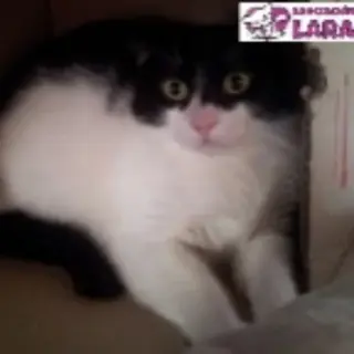 Pelusa