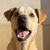 Adopta a Cholo