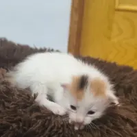 Adopta a Mia