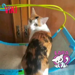 Viki
