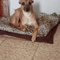 Adopta a Hugo
