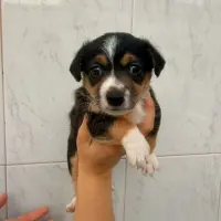 Adopta a Tiana