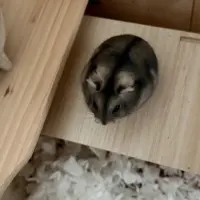 Adopta a Ratón