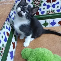 Adopta a Pelusa