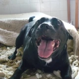 Adopta a Dama