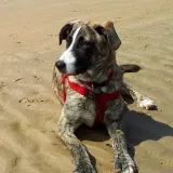 Adopta a Lluna