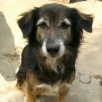 Adopta a Onur