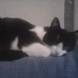 Adopta a Miko