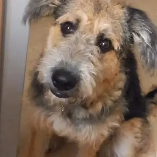 Nela