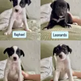 Adopta a Tortugas Ninja