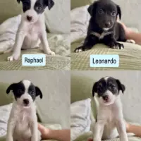 Adopta a Tortugas Ninja