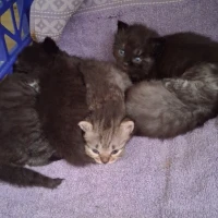 Adopta a Camada De Baguira