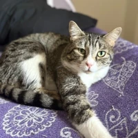 Adopta a Mordecaiser