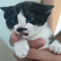 Adopta a Miércoles