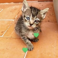 Adopta a Cuchufleta