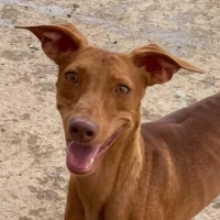 Adopta a Buenafuente