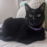 Adopta a Nyan