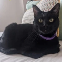 Adopta a Nyan