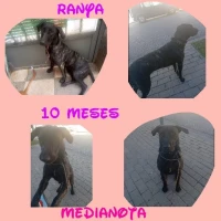 Adopta a Ranya