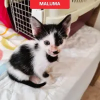 Adopta a Maluma