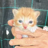 Adopta a Calabaza