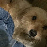 Adopta a Peluche