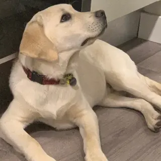 Argo