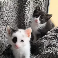 Adopta a Dottie Y Rolly