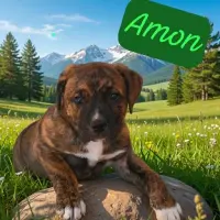 Adopta a Amon