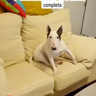 Trasto
