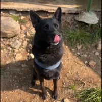 Adopta a Rocky Pastor Negro