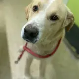 Adopta a Alex