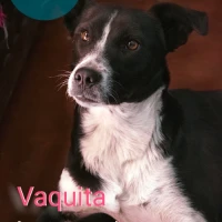 Adopta a Vaquita
