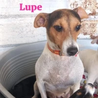 Adopta a Lupe