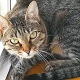 Adopta a Nica
