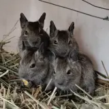 Adopta a Degú