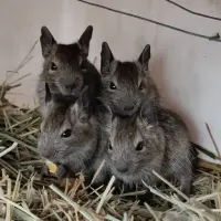 Adopta a Degú
