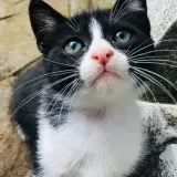 Adopta a Manchitas