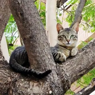 Tigre