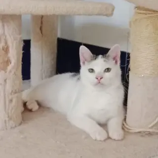 Freddie